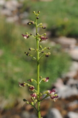 Scrophularia kiriloviana