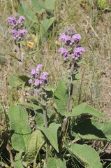 Phlomoides pratensis