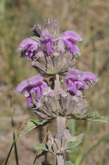 Phlomoides pratensis