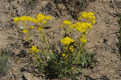 Patrinia intermedia