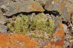 Rosularia alpestris