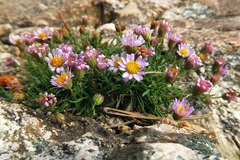 Erigeron arenarioides