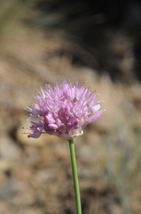 Allium pallasii