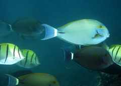 Acanthurus grammoptilus