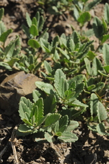 Dracocephalum diversifolium