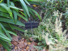 Kniphofia triangularis