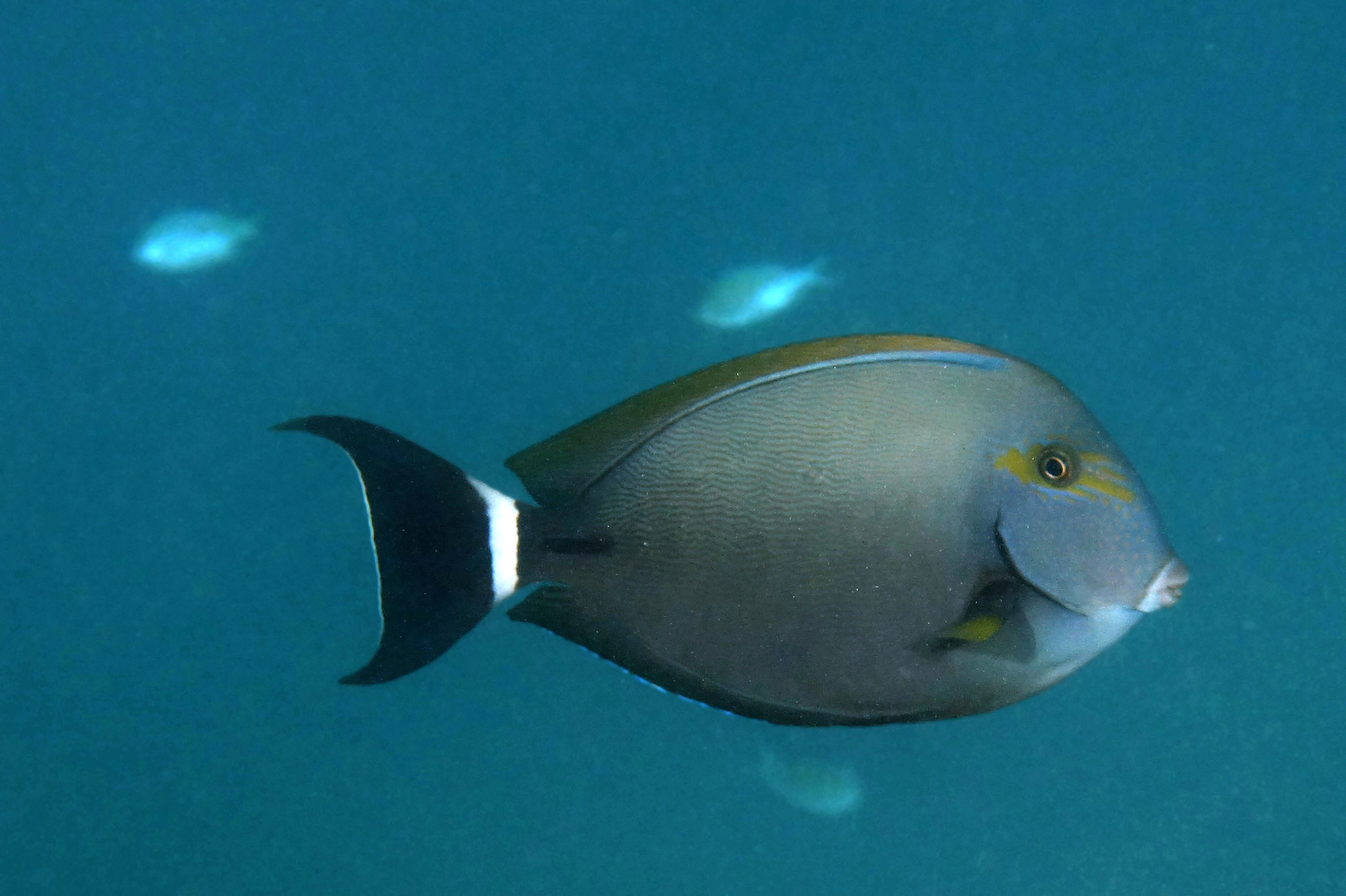 Doctorfish (Acanthurus chirurgus) · iNaturalist