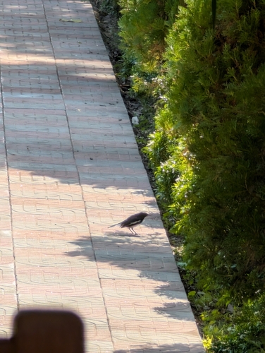 Oriental Magpie-Robin