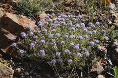 Ziziphora clinopodioides