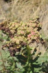 Rhodiola kirilowii