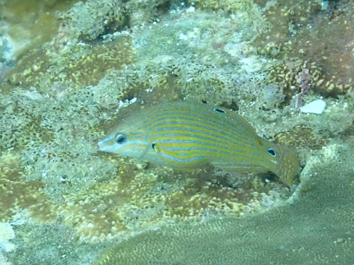 Pinksnout wrasse (Halichoeres kallochroma) — Labridae — 2