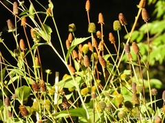 Rudbeckia nitida
