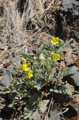 Sibbaldianthe orientalis