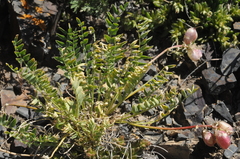 Astragalus kurdaicus