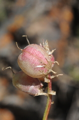 Astragalus kurdaicus