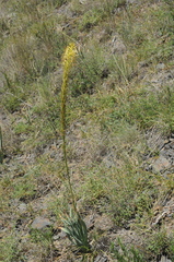 Eremurus fuscus