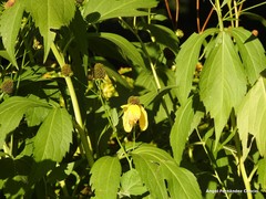 Rudbeckia nitida