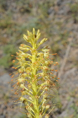Eremurus fuscus