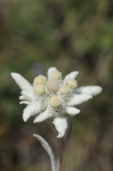 Leontopodium ochroleucum