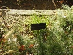 Kniphofia triangularis
