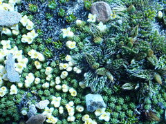 Kelleria childii