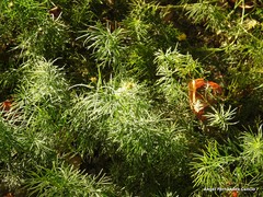 Kniphofia triangularis