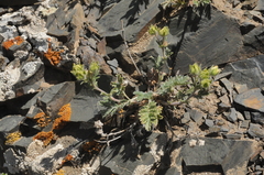 Potentilla agrimonioides