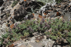 Dracocephalum discolor