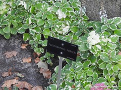 Coleus forsteri