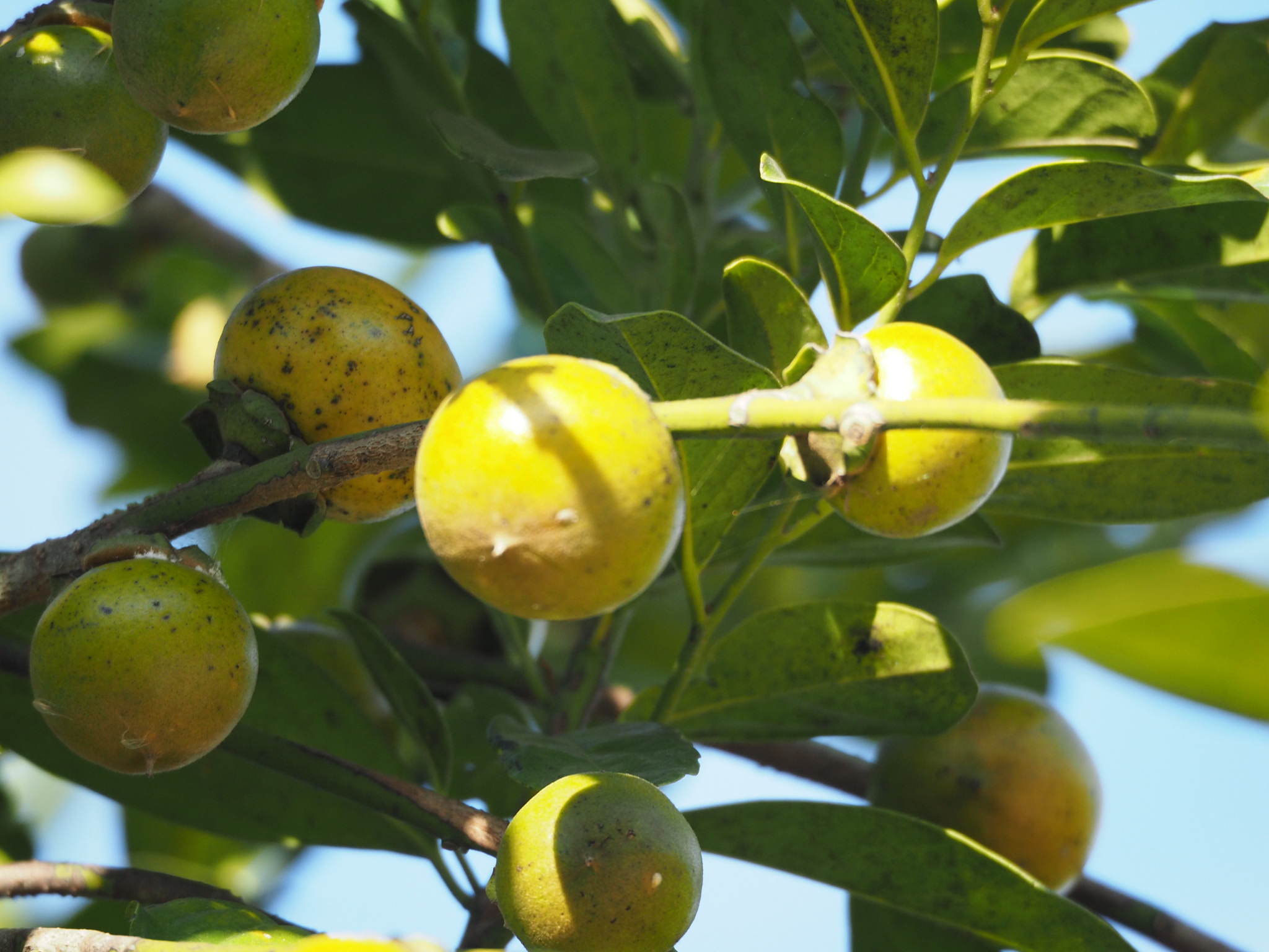 Diospyros maritima