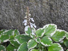 Coleus forsteri