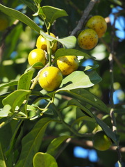 Diospyros maritima