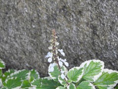 Coleus forsteri