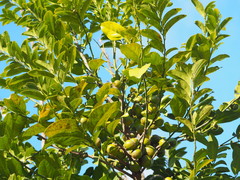 Diospyros maritima