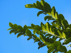 Diospyros maritima