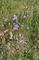 Allium schoenoprasoides