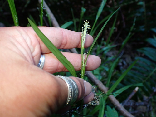Henderson's Sedge (Carex hendersonii)