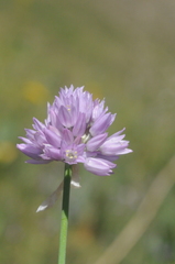 Allium schoenoprasoides