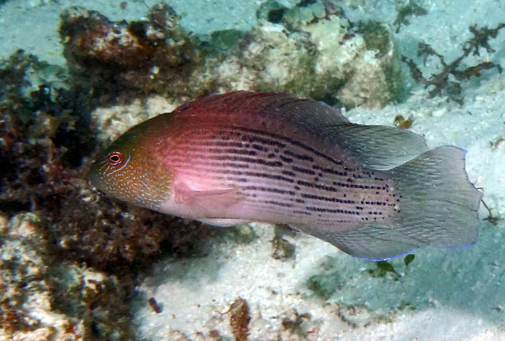 Lined Dottyback