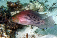 Labracinus lineatus