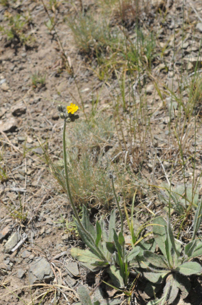 Pilosella dublitzkii
