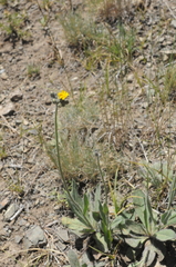 Pilosella dublitzkii