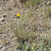 Pilosella dublitzkii - Photo (c) vladimir_epiktetov, algunos derechos reservados (CC BY-NC), subido por vladimir_epiktetov