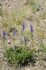 Veronica porphyriana
