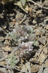 Oxytropis brachycarpa