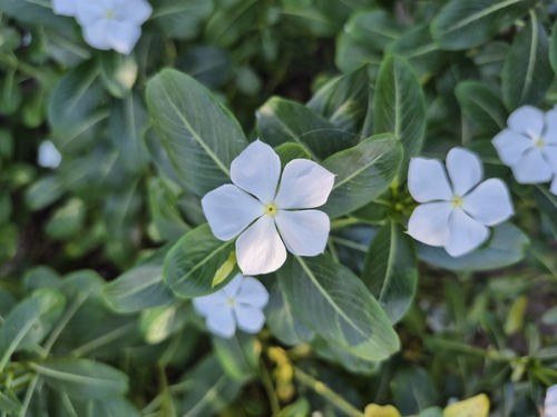 Madagascar Periwinkle