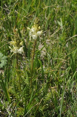 Pedicularis dolichorrhiza