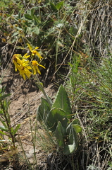 Ligularia narynensis