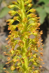 Eremurus fuscus