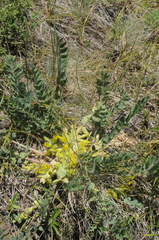 Astragalus schanginianus